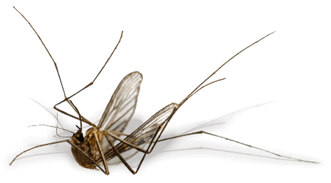 Dead-Mosquito-465x257-reduced